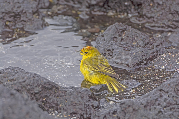 Yellow Warbler Taking a Bath in a the Ocean Stock photo © wildnerdpix