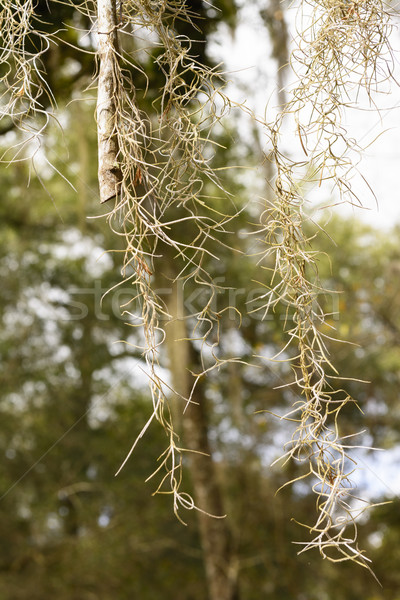 İspanyolca yosun Florida doğa Stok fotoğraf © wildnerdpix