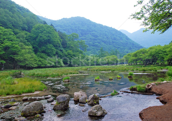 Stream in green mountains Stock photo © wildnerdpix