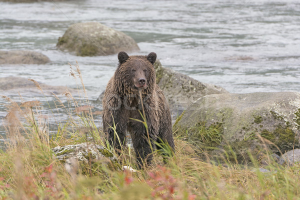 Zdjęcia stock: Grizzly · bear · patrząc · zdobycz · rzeki · wody · moc