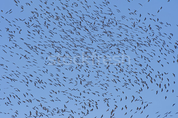 Grand groupe grue tornade oiseaux biologie naturelles Photo stock © wildnerdpix
