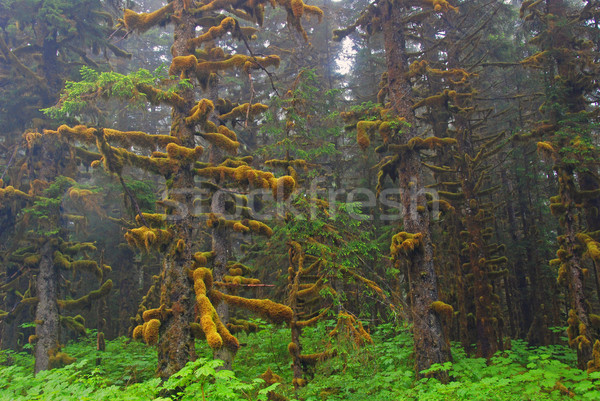 Fog, moss, and Sitka Spruce Stock photo © wildnerdpix