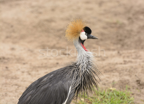 Grigio gru Uganda uccello africa animale Foto d'archivio © wildnerdpix