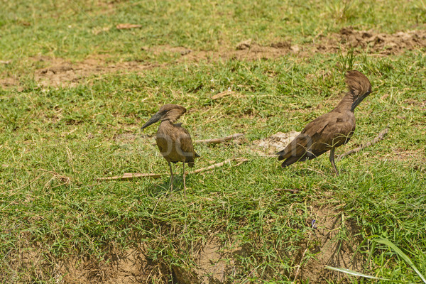 Pair of Hamerkops in the wilderness Stock photo © wildnerdpix