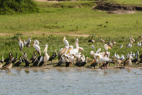 Stock photo: Pelicans and Cormorants on a River Shore