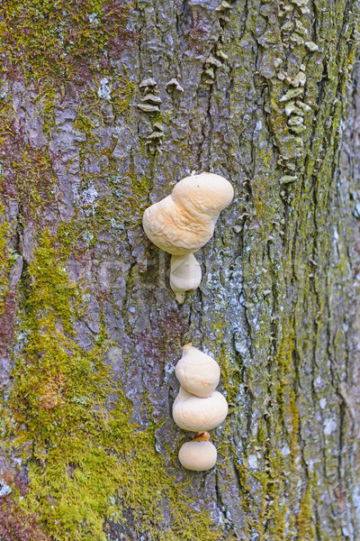 árvore fungo floresta enfumaçado montanhas Foto stock © wildnerdpix