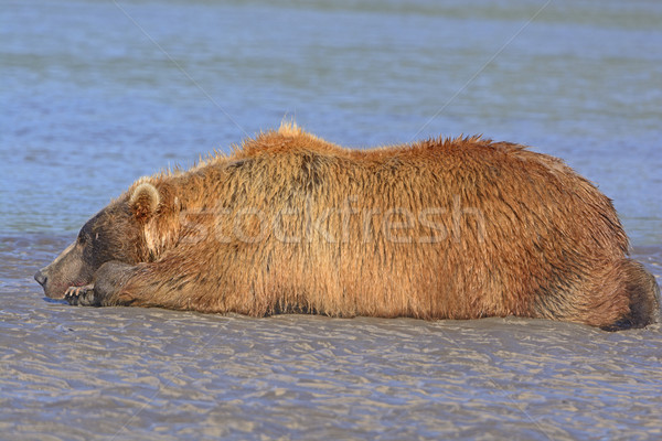 Bear Sleeping on a Sand Bar after a Good Meal Stock photo © wildnerdpix