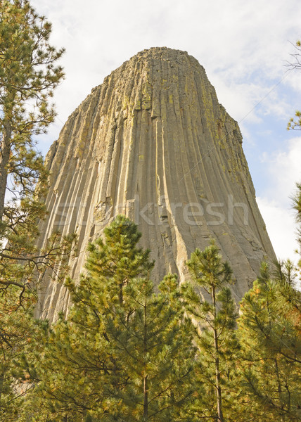 Devils Tower Peeking out from the Pines Stock photo © wildnerdpix