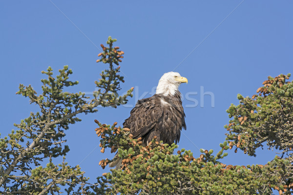 ストックフォト: はげ · イーグル · を見て · 風景 · 鳥 · 動物