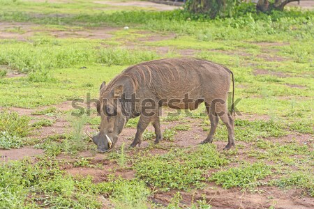 Common Warthog in the savannah Stock photo © wildnerdpix