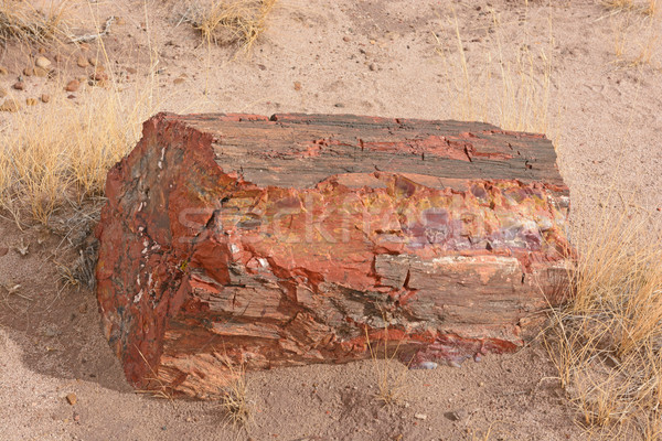 Petrified Log in the Desert Stock photo © wildnerdpix