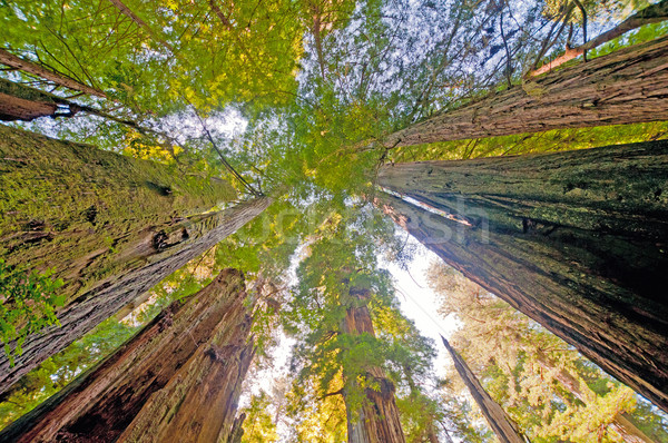 Looking up at Forest Giants Stock photo © wildnerdpix