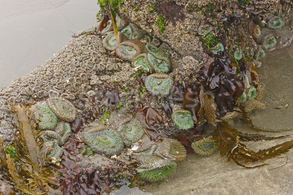 Marine flora Fauna niedrig Flut Leuchtturm Stock foto © wildnerdpix