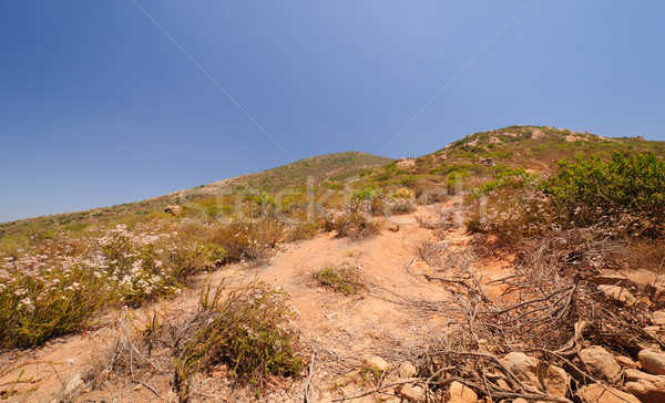 Vegetatie woestijn berg parcours San Diego natuur Stockfoto © wildnerdpix
