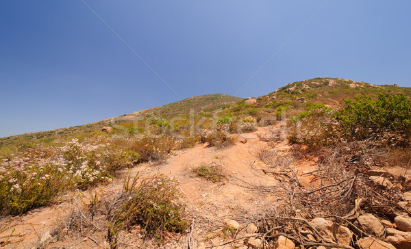 Vegetação deserto montanha trilha San Diego natureza Foto stock © wildnerdpix