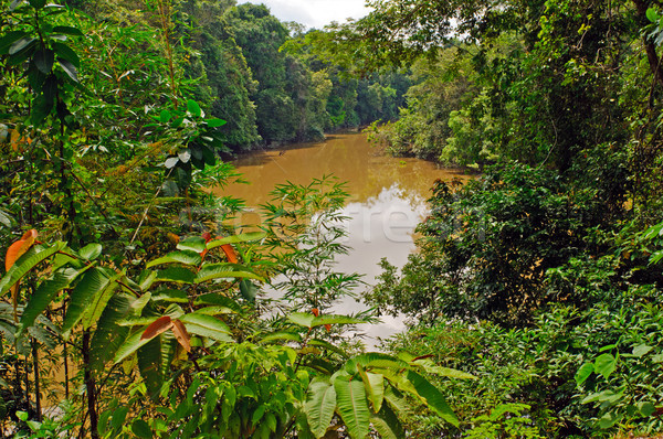 Foto stock: Rio · alto · água · amazona · verde · córrego