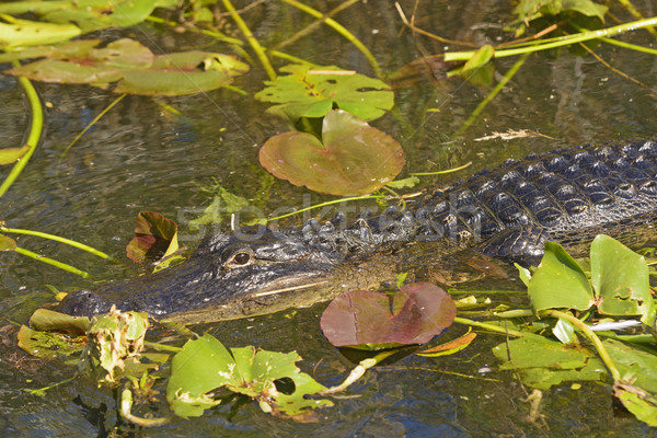 Alligator marécage distant naturelles faune [[stock_photo]] © wildnerdpix