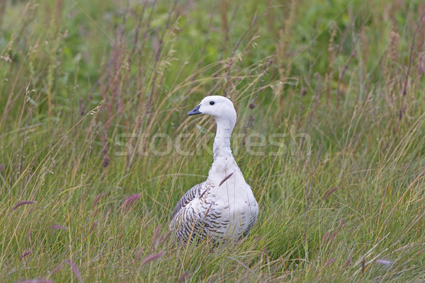 Stockfoto: Mannelijke · gans · vogel · dier · biologie · afstandsbediening