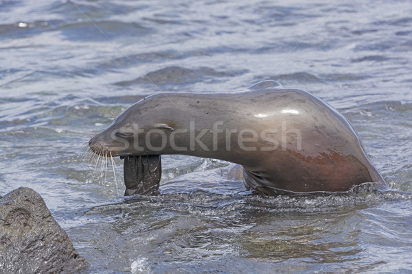 Galapagos Sea Lion Posing Stock photo © wildnerdpix