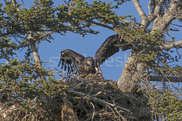 Fledgling Eagle Testing its Wings Stock photo © wildnerdpix
