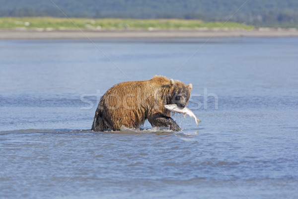 Grizzly salmone parco Alaska spiaggia natura Foto d'archivio © wildnerdpix