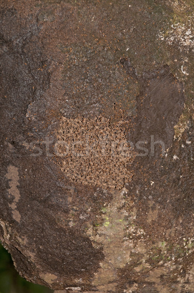 Exposed section of a termite nest in a rain forest Stock photo © wildnerdpix