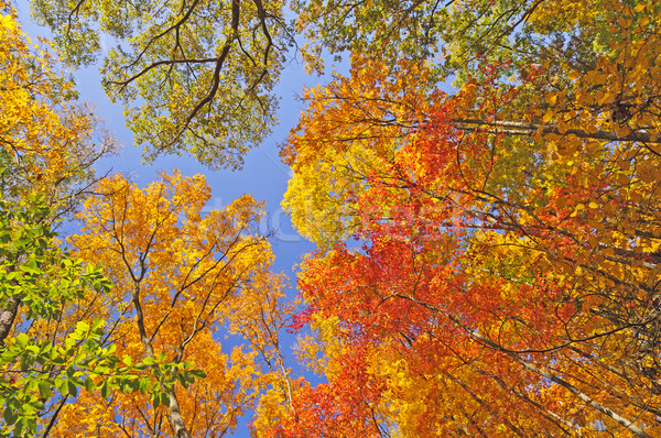 Falls Colors in  the Forest Canopy Stock photo © wildnerdpix