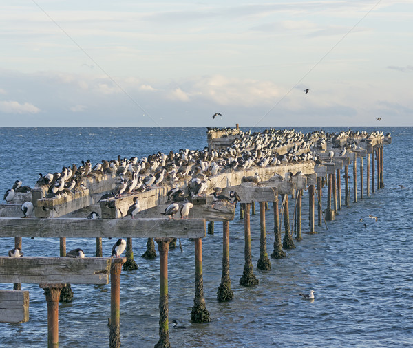 Abondoned Pier Inhabited by Cormorants Stock photo © wildnerdpix