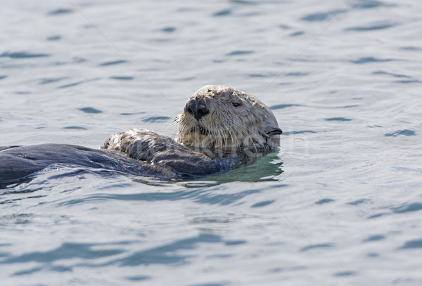 Sea Otter Close-up Stock photo © wildnerdpix