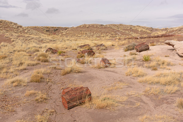Petrified Log Panorama in the Desert Stock photo © wildnerdpix