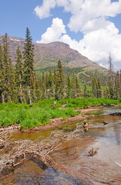 Quiet stream in the mountains Stock photo © wildnerdpix