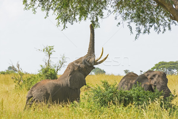 Elephant Getting food from an Acacia tree Stock photo © wildnerdpix