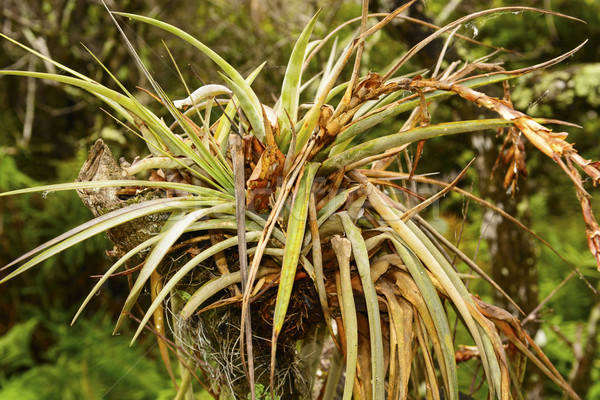 Bromeliad in a Tropical Tree Stock photo © wildnerdpix