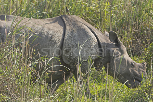 Indian Rhino with bird in the Grassland Stock photo © wildnerdpix