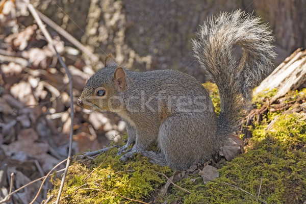 östlichen grau Eichhörnchen Wald Park South Carolina Stock foto © wildnerdpix