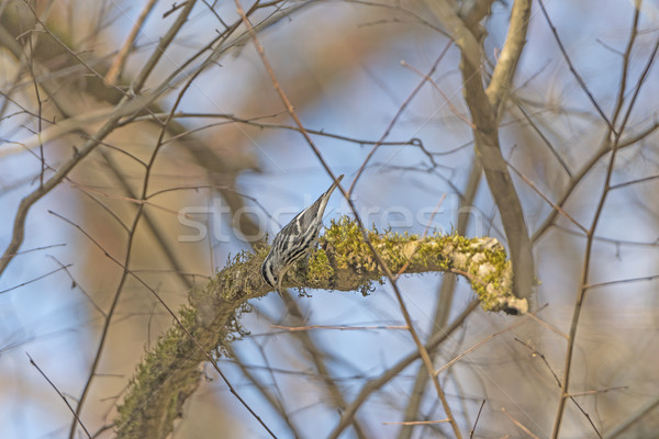 Schwarz weiß Wald Park South Carolina Vogel Biologie Stock foto © wildnerdpix