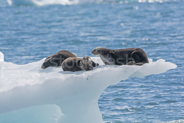 Sea Otters on an Ice Berg Stock photo © wildnerdpix