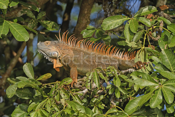 Stock photo: Colorful Male Iguana in a Tree