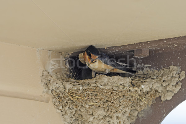 Barn Swallow on its Nest in a Kiosk Stock photo © wildnerdpix