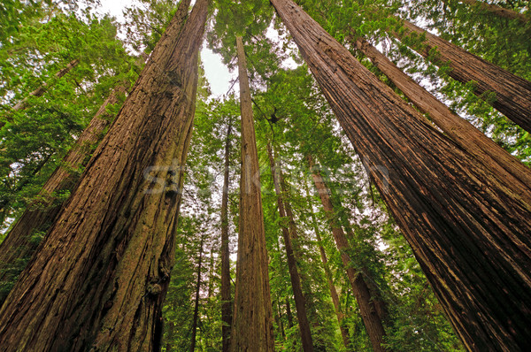 Forest Giants in the rain forest Stock photo © wildnerdpix