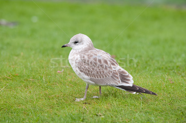 Seagull on a Grassy Shore Stock photo © wildnerdpix