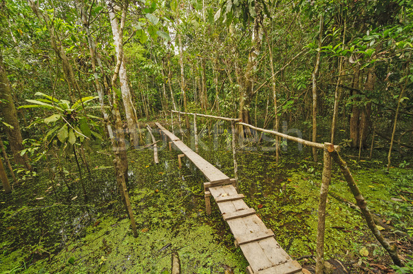 Simple Bridge across a rain forest pond Stock photo © wildnerdpix