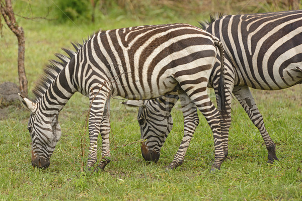 Young Zebra with adult in the forest Stock photo © wildnerdpix
