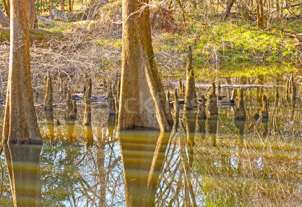 Reflections in the Calm Waters of a Bottomland Forest Stock photo © wildnerdpix