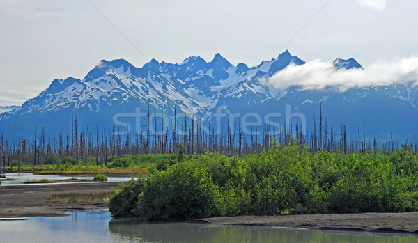 Wetlands and mountains Stock photo © wildnerdpix