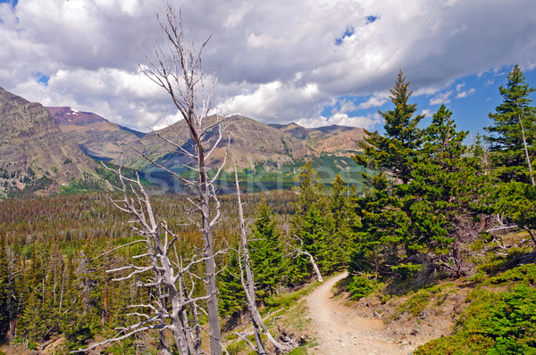 Heading up a mountain trail Stock photo © wildnerdpix