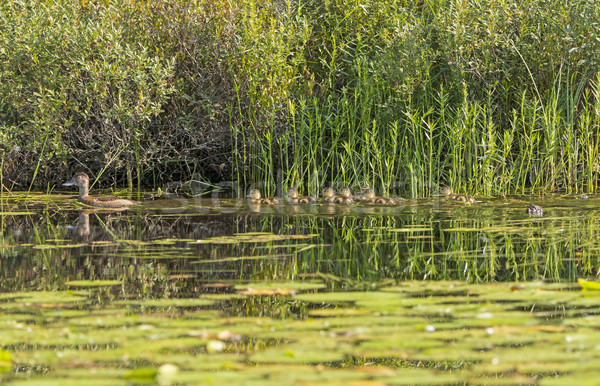 Madre baby lago ontario famiglia Foto d'archivio © wildnerdpix