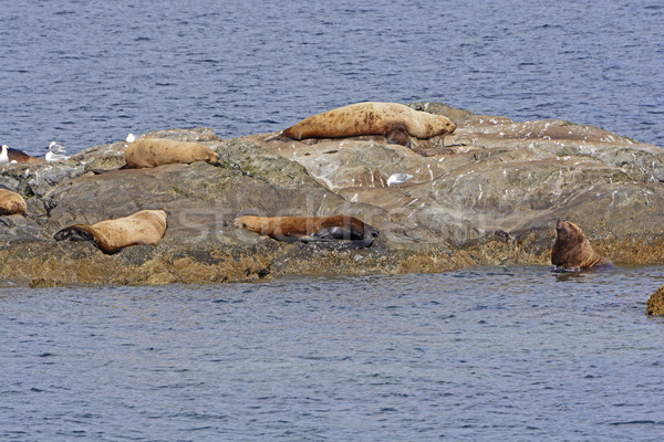 Steller Sea LIons on a Ocean Rock Stock photo © wildnerdpix