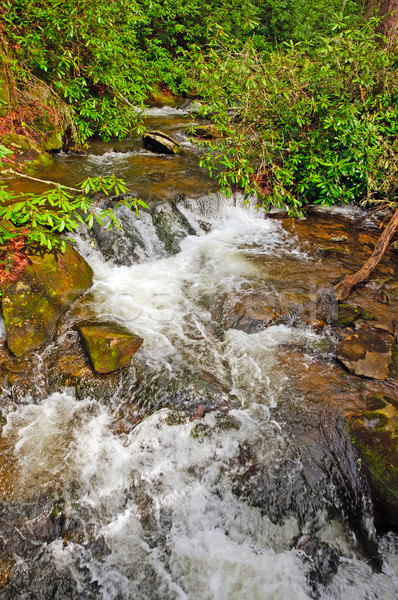 Mountain Stream in the Spring Stock photo © wildnerdpix