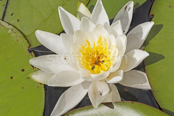 White Water Lily on a North Woods Lake Stock photo © wildnerdpix